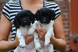 Cachorros Springer Spaniel Inglés  