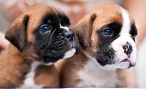 Los cachorros Boxer adorables