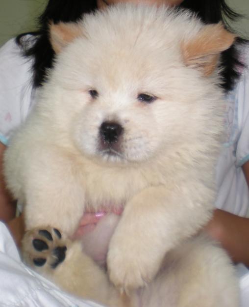 
Precio Chow Chow...........<strong>       $20,500.00  A   $33,000.00    (dependiendo del tamaño y color)</strong> <br><br>


100% pura raza, registrados todos los papeles en regla se envian a cualquier parte de la Republica.<br><br> 

<li>Contrato de compraventa<br><br></li>


<li>Seguro de vida gratuito por escrito de 5 años que cubre muerte en caso de cuestiones virales</li>
<br><br>

<li>Garantía de Pureza Racial<br><br></li>

<li>Certificado de registro inicial que extiende la Federación Canófila Mexicana donde los cachorros se entregan con tatuaje y microchip</li>

