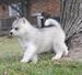 
Precio Siberian husky...........<strong>            $18,500.00  A  $22,000.00  (dependiendo del color)</strong> <br><br>


100% pura raza, registrados todos los papeles en regla se envian a cualquier parte de la Republica.<br><br> 

<li>Contrato de compraventa<br><br></li>


<li>Seguro de vida gratuito por escrito de 5 años que cubre muerte en caso de cuestiones virales</li>
<br><br>

<li>Garantía de Pureza Racial<br><br></li>

<li>Certificado de registro inicial que extiende la Federación Canófila Mexicana donde los cachorros se entregan con tatuaje y microchip</li>

