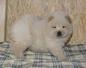 
Precio Chow Chow...........<strong>       $20,500.00  A   $33,000.00    (dependiendo del tamaño y color)</strong> <br><br>


100% pura raza, registrados todos los papeles en regla se envian a cualquier parte de la Republica.<br><br> 

<li>Contrato de compraventa<br><br></li>


<li>Seguro de vida gratuito por escrito de 5 años que cubre muerte en caso de cuestiones virales</li>
<br><br>

<li>Garantía de Pureza Racial<br><br></li>

<li>Certificado de registro inicial que extiende la Federación Canófila Mexicana donde los cachorros se entregan con tatuaje y microchip</li>


