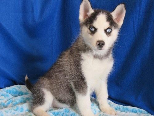 Husky siberiano