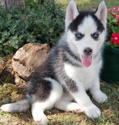 
Precio Siberian husky...........<strong>            $18,500.00  A  $22,000.00  (dependiendo del color)</strong> <br><br>


100% pura raza, registrados todos los papeles en regla se envian a cualquier parte de la Republica.<br><br> 

<li>Contrato de compraventa<br><br></li>


<li>Seguro de vida gratuito por escrito de 5 años que cubre muerte en caso de cuestiones virales</li>
<br><br>

<li>Garantía de Pureza Racial<br><br></li>

<li>Certificado de registro inicial que extiende la Federación Canófila Mexicana donde los cachorros se entregan con tatuaje y microchip</li>

