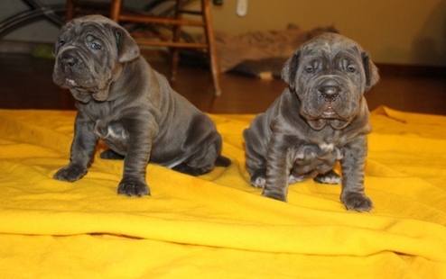  Cachorros Mastín Napolitano