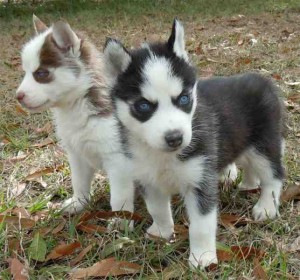 
Precio Siberian husky...........<strong>            $18,500.00  A  $22,000.00  (dependiendo del color)</strong> <br><br>


100% pura raza, registrados todos los papeles en regla se envian a cualquier parte de la Republica.<br><br> 

<li>Contrato de compraventa<br><br></li>


<li>Seguro de vida gratuito por escrito de 5 años que cubre muerte en caso de cuestiones virales</li>
<br><br>

<li>Garantía de Pureza Racial<br><br></li>

<li>Certificado de registro inicial que extiende la Federación Canófila Mexicana donde los cachorros se entregan con tatuaje y microchip</li>

