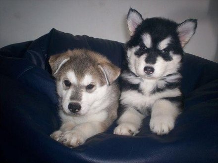  Cachorros husky siberiano para la venta