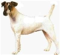 Excelente semnetal FOX TERRIER SMOOTH en oferta, en  lo que te cuesta la monta.
<br>
<br> Buen temperamento de 2 años de edad, tambien lo cambio por alimento para cachorro.
<br>
<br>Cabe mencionar que en esta hay 2 clases el FOX TERRIER WIRE (pelo de alambre) que es el mas comun y el FOX TERRIER SMOOTH ( pelo liso )en esta ultima hay pocos ejemplares en México.