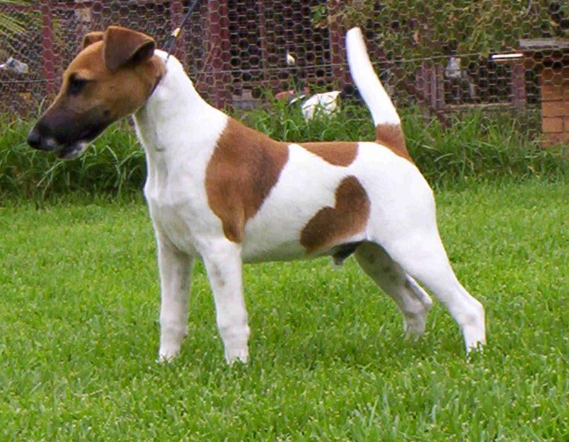 Bonito cachorro FOX TERRIER SMOOTH de 11 meses de edad tricolor buen temperamento jugueton incansable, tambien en permuventa....... ¿que ofreces?....de preferencia alimento para cachorro.
<br>Precio $2500