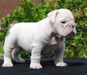 
Precio Bulldog...........<strong>   $35,000.00  A   $60,000.00    (dependiendo la calidad)</strong> <br><br>


100% pura raza, registrados todos los papeles en regla se envian a cualquier parte de la Republica.<br><br> 

<li>Contrato de compraventa<br><br></li>


<li>Seguro de vida gratuito por escrito de 5 años que cubre muerte en caso de cuestiones virales</li>
<br><br>

<li>Garantía de Pureza Racial<br><br></li>

<li>Certificado de registro inicial que extiende la Federación Canófila Mexicana donde los cachorros se entregan con tatuaje y microchip</li>

