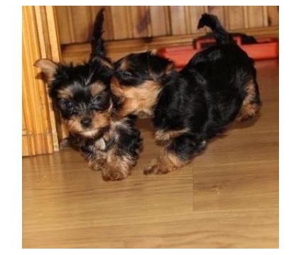 
Precio Yorkshire Terrier...........<strong>$18,000.00   A   $25,000.00  (dependiendo del tamaño, sexo, color y calidad)</strong> <br><br>


100% pura raza, registrados todos los papeles en regla se envian a cualquier parte de la Republica.<br><br> 

<li>Contrato de compraventa<br><br></li>


<li>Seguro de vida gratuito por escrito de 5 años que cubre muerte en caso de cuestiones virales</li>
<br><br>

<li>Garantía de Pureza Racial<br><br></li>

<li>Certificado de registro inicial que extiende la Federación Canófila Mexicana donde los cachorros se entregan con tatuaje y microchip</li>

