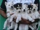 
Precio Siberian husky...........<strong>            $18,500.00  A  $22,000.00  (dependiendo del color)</strong> <br><br>


100% pura raza, registrados todos los papeles en regla se envian a cualquier parte de la Republica.<br><br> 

<li>Contrato de compraventa<br><br></li>


<li>Seguro de vida gratuito por escrito de 5 años que cubre muerte en caso de cuestiones virales</li>
<br><br>

<li>Garantía de Pureza Racial<br><br></li>

<li>Certificado de registro inicial que extiende la Federación Canófila Mexicana donde los cachorros se entregan con tatuaje y microchip</li>

