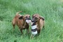 Rhodesian ridgback listo para ir
<br>
<br>Camada sana de cachorros, machos y hembras muy felices juguetones listos para su venta. Desparasitados y pulgas tratado hasta la fecha, la casa de formación, no hay problemas de piel, muy bien socializados, desbastada, totalmente vacunado, raza pura, con el registro de AKC.