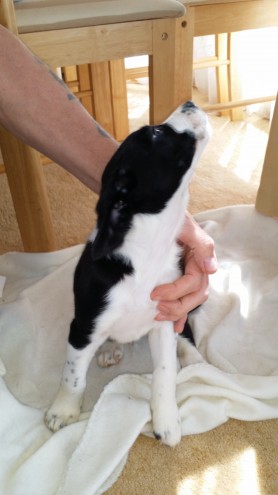 2 perros re anuncian debido al tiempo waster.Very descarado chico blanco y negro, desparasitados hasta la fecha. Criado en el hogar se utiliza para los niños. Mamá se puede ver.