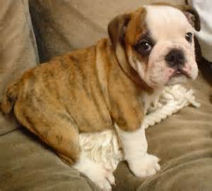 
Precio Bulldog...........<strong>   $35,000.00  A   $60,000.00    (dependiendo la calidad)</strong> <br><br>


100% pura raza, registrados todos los papeles en regla se envian a cualquier parte de la Republica.<br><br> 

<li>Contrato de compraventa<br><br></li>


<li>Seguro de vida gratuito por escrito de 5 años que cubre muerte en caso de cuestiones virales</li>
<br><br>

<li>Garantía de Pureza Racial<br><br></li>

<li>Certificado de registro inicial que extiende la Federación Canófila Mexicana donde los cachorros se entregan con tatuaje y microchip</li>

