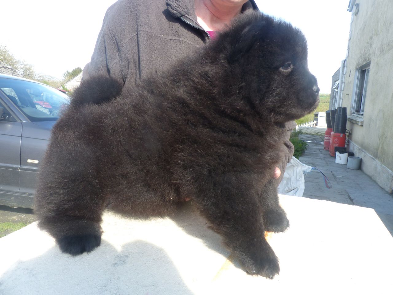 Criadero chow chow estado de méxico