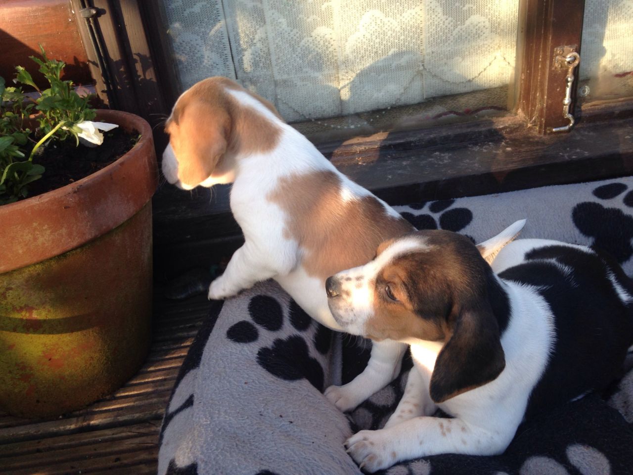 Cachorros Beagle se envian a toda la república