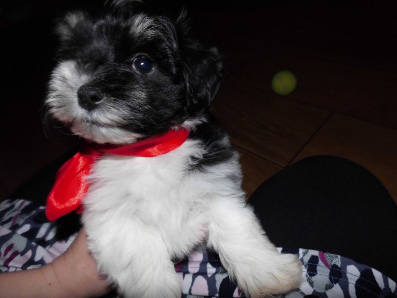 Los cachorros de Havanese raza pura
<br>
<br>Tenemos actualmente 4 perritos havanese: dos hembras (crema y negro / blanco) y dos varones (tanto negro / blanco). Los cachorros están listos para ir a sus nuevos hogares amorosos mayo. Los cachorros son después tantented padres del campeón. Nuestros cachorros son KC registrado y tienen certificado genealógico de cuatro generaciones. Los cachorros son criados en casa con un montón de abrazos diarios. Esta raza es ideal para las personas alérgicas y las personas con asma. Sólo consultas genuinas por favor.