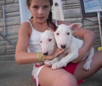 
Precio Bull Terrier...........<strong>    $18,000.00  A   $25,000.00    ( dependiendo tamaño y color)</strong> <br><br>


100% pura raza, registrados todos los papeles en regla se envian a cualquier parte de la Republica.<br><br> 

<li>Contrato de compraventa<br><br></li>


<li>Seguro de vida gratuito por escrito de 5 años que cubre muerte en caso de cuestiones virales</li>
<br><br>

<li>Garantía de Pureza Racial<br><br></li>

<li>Certificado de registro inicial que extiende la Federación Canófila Mexicana donde los cachorros se entregan con tatuaje y microchip</li>

