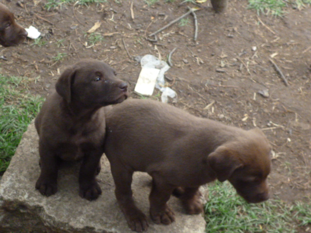 
Precio Labrador Retriever...........<strong>$16,500.00  A   $20,000.00    (dependiendo del color)</strong> <br><br>


100% pura raza, registrados todos los papeles en regla se envian a cualquier parte de la Republica.<br><br> 

<li>Contrato de compraventa<br><br></li>


<li>Seguro de vida gratuito por escrito de 5 años que cubre muerte en caso de cuestiones virales</li>
<br><br>

<li>Garantía de Pureza Racial<br><br></li>

<li>Certificado de registro inicial que extiende la Federación Canófila Mexicana donde los cachorros se entregan con tatuaje y microchip</li>

