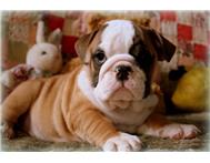 
Precio Bulldog...........<strong>   $35,000.00  A   $60,000.00    (dependiendo la calidad)</strong> <br><br>


100% pura raza, registrados todos los papeles en regla se envian a cualquier parte de la Republica.<br><br> 

<li>Contrato de compraventa<br><br></li>


<li>Seguro de vida gratuito por escrito de 5 años que cubre muerte en caso de cuestiones virales</li>
<br><br>

<li>Garantía de Pureza Racial<br><br></li>

<li>Certificado de registro inicial que extiende la Federación Canófila Mexicana donde los cachorros se entregan con tatuaje y microchip</li>

