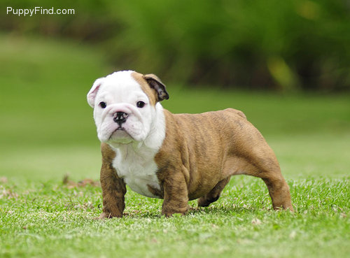 
Precio Bulldog...........<strong>   $35,000.00  A   $60,000.00    (dependiendo la calidad)</strong> <br><br>


100% pura raza, registrados todos los papeles en regla se envian a cualquier parte de la Republica.<br><br> 

<li>Contrato de compraventa<br><br></li>


<li>Seguro de vida gratuito por escrito de 5 años que cubre muerte en caso de cuestiones virales</li>
<br><br>

<li>Garantía de Pureza Racial<br><br></li>

<li>Certificado de registro inicial que extiende la Federación Canófila Mexicana donde los cachorros se entregan con tatuaje y microchip</li>

