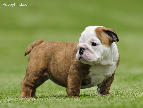 
Precio Bulldog...........<strong>   $35,000.00  A   $60,000.00    (dependiendo la calidad)</strong> <br><br>


100% pura raza, registrados todos los papeles en regla se envian a cualquier parte de la Republica.<br><br> 

<li>Contrato de compraventa<br><br></li>


<li>Seguro de vida gratuito por escrito de 5 años que cubre muerte en caso de cuestiones virales</li>
<br><br>

<li>Garantía de Pureza Racial<br><br></li>

<li>Certificado de registro inicial que extiende la Federación Canófila Mexicana donde los cachorros se entregan con tatuaje y microchip</li>

