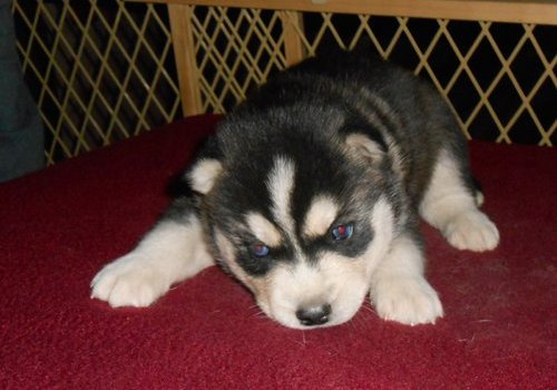 
Precio Siberian husky...........<strong>            $18,500.00  A  $22,000.00  (dependiendo del color)</strong> <br><br>


100% pura raza, registrados todos los papeles en regla se envian a cualquier parte de la Republica.<br><br> 

<li>Contrato de compraventa<br><br></li>


<li>Seguro de vida gratuito por escrito de 5 años que cubre muerte en caso de cuestiones virales</li>
<br><br>

<li>Garantía de Pureza Racial<br><br></li>

<li>Certificado de registro inicial que extiende la Federación Canófila Mexicana donde los cachorros se entregan con tatuaje y microchip</li>

