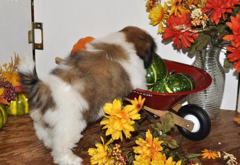 
Precio Shih Tzu...........<strong>          $22,000.00</strong> <br><br>


100% pura raza, registrados todos los papeles en regla se envian a cualquier parte de la Republica.<br><br> 

<li>Contrato de compraventa<br><br></li>


<li>Seguro de vida gratuito por escrito de 5 años que cubre muerte en caso de cuestiones virales</li>
<br><br>

<li>Garantía de Pureza Racial<br><br></li>

<li>Certificado de registro inicial que extiende la Federación Canófila Mexicana donde los cachorros se entregan con tatuaje y microchip</li>

