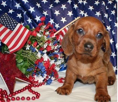 
Precio Dachshund...........<strong>        $18,500.00  A   $25,000.00    (dependiendo del tamaño y color)</strong> <br><br>


100% pura raza, registrados todos los papeles en regla se envian a cualquier parte de la Republica.<br><br> 

<li>Contrato de compraventa<br><br></li>


<li>Seguro de vida gratuito por escrito de 5 años que cubre muerte en caso de cuestiones virales</li>
<br><br>

<li>Garantía de Pureza Racial<br><br></li>

<li>Certificado de registro inicial que extiende la Federación Canófila Mexicana donde los cachorros se entregan con tatuaje y microchip</li>

