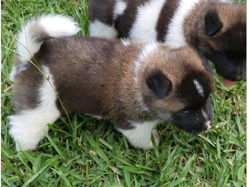 akita masculinos e femininos para as vend