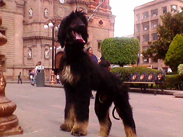 Hola que tal! tengo este hermoso cachorro de 6 meses raza GALGO AFGANO, es bello y gran ejemplar, aun le falta crecer, tiene PEDIGREE AZUL, esta tatuado y chipeado.
<br>4444445575
