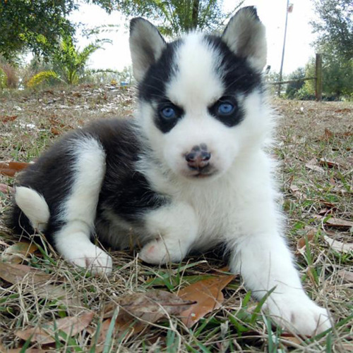 
Precio Siberian husky...........<strong>            $18,500.00  A  $22,000.00  (dependiendo del color)</strong> <br><br>


100% pura raza, registrados todos los papeles en regla se envian a cualquier parte de la Republica.<br><br> 

<li>Contrato de compraventa<br><br></li>


<li>Seguro de vida gratuito por escrito de 5 años que cubre muerte en caso de cuestiones virales</li>
<br><br>

<li>Garantía de Pureza Racial<br><br></li>

<li>Certificado de registro inicial que extiende la Federación Canófila Mexicana donde los cachorros se entregan con tatuaje y microchip</li>

