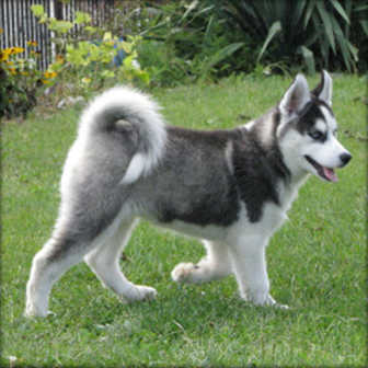 
Precio Siberian husky...........<strong>            $18,500.00  A  $22,000.00  (dependiendo del color)</strong> <br><br>


100% pura raza, registrados todos los papeles en regla se envian a cualquier parte de la Republica.<br><br> 

<li>Contrato de compraventa<br><br></li>


<li>Seguro de vida gratuito por escrito de 5 años que cubre muerte en caso de cuestiones virales</li>
<br><br>

<li>Garantía de Pureza Racial<br><br></li>

<li>Certificado de registro inicial que extiende la Federación Canófila Mexicana donde los cachorros se entregan con tatuaje y microchip</li>


