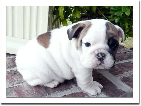 
Precio Bulldog...........<strong>   $35,000.00  A   $60,000.00    (dependiendo la calidad)</strong> <br><br>


100% pura raza, registrados todos los papeles en regla se envian a cualquier parte de la Republica.<br><br> 

<li>Contrato de compraventa<br><br></li>


<li>Seguro de vida gratuito por escrito de 5 años que cubre muerte en caso de cuestiones virales</li>
<br><br>

<li>Garantía de Pureza Racial<br><br></li>

<li>Certificado de registro inicial que extiende la Federación Canófila Mexicana donde los cachorros se entregan con tatuaje y microchip</li>

