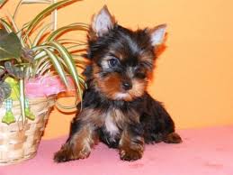 
Precio Yorkshire Terrier...........<strong>$18,000.00   A   $25,000.00  (dependiendo del tamaño, sexo, color y calidad)</strong> <br><br>


100% pura raza, registrados todos los papeles en regla se envian a cualquier parte de la Republica.<br><br> 

<li>Contrato de compraventa<br><br></li>


<li>Seguro de vida gratuito por escrito de 5 años que cubre muerte en caso de cuestiones virales</li>
<br><br>

<li>Garantía de Pureza Racial<br><br></li>

<li>Certificado de registro inicial que extiende la Federación Canófila Mexicana donde los cachorros se entregan con tatuaje y microchip</li>

