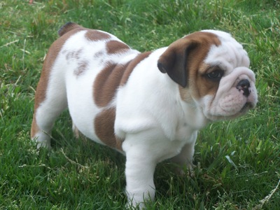 Cachorros de bulldog Inglés 