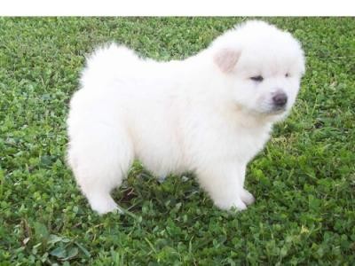 
Precio Chow Chow...........<strong>       $20,500.00  A   $33,000.00    (dependiendo del tamaño y color)</strong> <br><br>


100% pura raza, registrados todos los papeles en regla se envian a cualquier parte de la Republica.<br><br> 

<li>Contrato de compraventa<br><br></li>


<li>Seguro de vida gratuito por escrito de 5 años que cubre muerte en caso de cuestiones virales</li>
<br><br>

<li>Garantía de Pureza Racial<br><br></li>

<li>Certificado de registro inicial que extiende la Federación Canófila Mexicana donde los cachorros se entregan con tatuaje y microchip</li>

