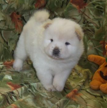 
Precio Chow Chow...........<strong>       $20,500.00  A   $33,000.00    (dependiendo del tamaño y color)</strong> <br><br>


100% pura raza, registrados todos los papeles en regla se envian a cualquier parte de la Republica.<br><br> 

<li>Contrato de compraventa<br><br></li>


<li>Seguro de vida gratuito por escrito de 5 años que cubre muerte en caso de cuestiones virales</li>
<br><br>

<li>Garantía de Pureza Racial<br><br></li>

<li>Certificado de registro inicial que extiende la Federación Canófila Mexicana donde los cachorros se entregan con tatuaje y microchip</li>

