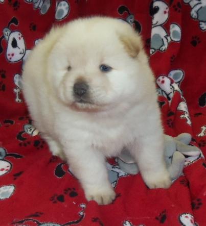 
Precio Chow Chow...........<strong>       $20,500.00  A   $33,000.00    (dependiendo del tamaño y color)</strong> <br><br>


100% pura raza, registrados todos los papeles en regla se envian a cualquier parte de la Republica.<br><br> 

<li>Contrato de compraventa<br><br></li>


<li>Seguro de vida gratuito por escrito de 5 años que cubre muerte en caso de cuestiones virales</li>
<br><br>

<li>Garantía de Pureza Racial<br><br></li>

<li>Certificado de registro inicial que extiende la Federación Canófila Mexicana donde los cachorros se entregan con tatuaje y microchip</li>

