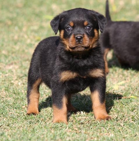 
Precio Rottweiler...........<strong>   $18,000.00</strong> <br><br>


100% pura raza, registrados todos los papeles en regla se envian a cualquier parte de la Republica.<br><br> 

<li>Contrato de compraventa<br><br></li>


<li>Seguro de vida gratuito por escrito de 5 años que cubre muerte en caso de cuestiones virales</li>
<br><br>

<li>Garantía de Pureza Racial<br><br></li>

<li>Certificado de registro inicial que extiende la Federación Canófila Mexicana donde los cachorros se entregan con tatuaje y microchip</li>

