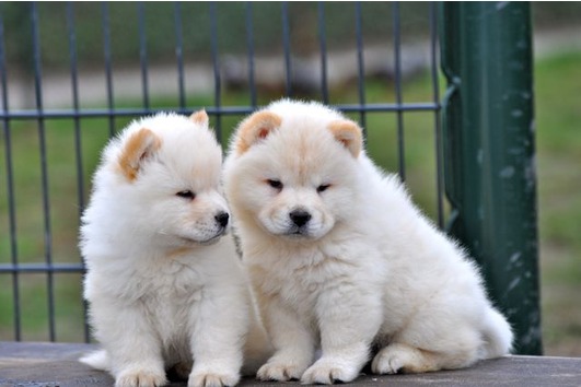 
Precio Chow Chow...........<strong>       $20,500.00  A   $33,000.00    (dependiendo del tamaño y color)</strong> <br><br>


100% pura raza, registrados todos los papeles en regla se envian a cualquier parte de la Republica.<br><br> 

<li>Contrato de compraventa<br><br></li>


<li>Seguro de vida gratuito por escrito de 5 años que cubre muerte en caso de cuestiones virales</li>
<br><br>

<li>Garantía de Pureza Racial<br><br></li>

<li>Certificado de registro inicial que extiende la Federación Canófila Mexicana donde los cachorros se entregan con tatuaje y microchip</li>

