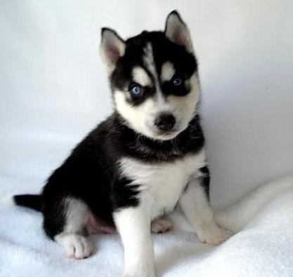 
Precio Siberian husky...........<strong>            $18,500.00  A  $22,000.00  (dependiendo del color)</strong> <br><br>


100% pura raza, registrados todos los papeles en regla se envian a cualquier parte de la Republica.<br><br> 

<li>Contrato de compraventa<br><br></li>


<li>Seguro de vida gratuito por escrito de 5 años que cubre muerte en caso de cuestiones virales</li>
<br><br>

<li>Garantía de Pureza Racial<br><br></li>

<li>Certificado de registro inicial que extiende la Federación Canófila Mexicana donde los cachorros se entregan con tatuaje y microchip</li>

