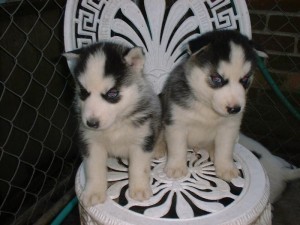 Hermosos cachorros Siberian Husky