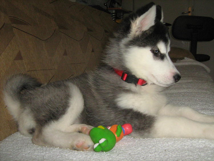 
Precio Siberian husky...........<strong>            $18,500.00  A  $22,000.00  (dependiendo del color)</strong> <br><br>


100% pura raza, registrados todos los papeles en regla se envian a cualquier parte de la Republica.<br><br> 

<li>Contrato de compraventa<br><br></li>


<li>Seguro de vida gratuito por escrito de 5 años que cubre muerte en caso de cuestiones virales</li>
<br><br>

<li>Garantía de Pureza Racial<br><br></li>

<li>Certificado de registro inicial que extiende la Federación Canófila Mexicana donde los cachorros se entregan con tatuaje y microchip</li>

