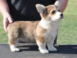 Lindo y acogedor, estos perritos Corgi derretirá tu corazón! , tan & blanco con negro y ha tenido su primera serie de tiros. Ellos han comenzado la formación de casa y se está acostumbrando a caminar con una correa.Una garantía de salud para posibles defectos congénitos se incluye con cada cachorro. Tenemos chicos y chicas que le encantaría ser miembros activos y vitales de su familia. Contacte con nosotros lo antes posible si está interesado.Correo electrónico o texto me directamente en 