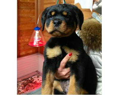 
Precio Rottweiler...........<strong>   $18,000.00</strong> <br><br>


100% pura raza, registrados todos los papeles en regla se envian a cualquier parte de la Republica.<br><br> 

<li>Contrato de compraventa<br><br></li>


<li>Seguro de vida gratuito por escrito de 5 años que cubre muerte en caso de cuestiones virales</li>
<br><br>

<li>Garantía de Pureza Racial<br><br></li>

<li>Certificado de registro inicial que extiende la Federación Canófila Mexicana donde los cachorros se entregan con tatuaje y microchip</li>

