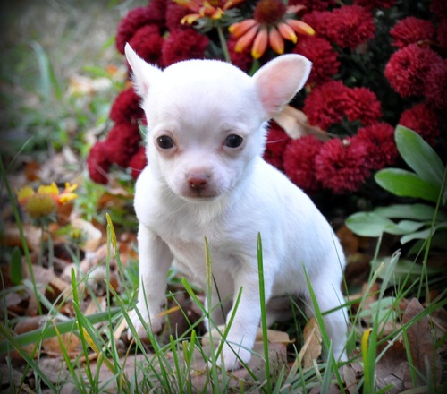 
Precio Chihuahua...........<strong>     $16,500.00  A   $20,000.00    (dependiendo del tamaño y color)</strong> <br><br>


100% pura raza, registrados todos los papeles en regla se envian a cualquier parte de la Republica.<br><br> 

<li>Contrato de compraventa<br><br></li>


<li>Seguro de vida gratuito por escrito de 5 años que cubre muerte en caso de cuestiones virales</li>
<br><br>

<li>Garantía de Pureza Racial<br><br></li>

<li>Certificado de registro inicial que extiende la Federación Canófila Mexicana donde los cachorros se entregan con tatuaje y microchip</li>

