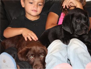 
Precio Labrador Retriever...........<strong>$16,500.00  A   $20,000.00    (dependiendo del color)</strong> <br><br>


100% pura raza, registrados todos los papeles en regla se envian a cualquier parte de la Republica.<br><br> 

<li>Contrato de compraventa<br><br></li>


<li>Seguro de vida gratuito por escrito de 5 años que cubre muerte en caso de cuestiones virales</li>
<br><br>

<li>Garantía de Pureza Racial<br><br></li>

<li>Certificado de registro inicial que extiende la Federación Canófila Mexicana donde los cachorros se entregan con tatuaje y microchip</li>

