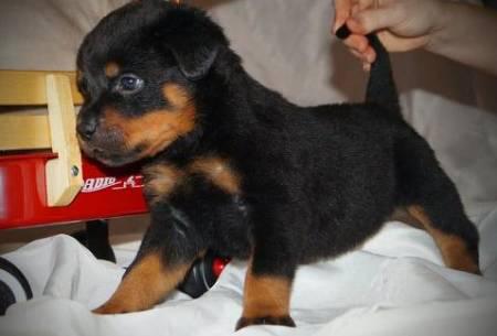 
Precio Rottweiler...........<strong>   $18,000.00</strong> <br><br>


100% pura raza, registrados todos los papeles en regla se envian a cualquier parte de la Republica.<br><br> 

<li>Contrato de compraventa<br><br></li>


<li>Seguro de vida gratuito por escrito de 5 años que cubre muerte en caso de cuestiones virales</li>
<br><br>

<li>Garantía de Pureza Racial<br><br></li>

<li>Certificado de registro inicial que extiende la Federación Canófila Mexicana donde los cachorros se entregan con tatuaje y microchip</li>

