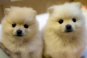 Precio: <br><br>

Pomerania Estándar $16,900 <br>
Lulú $19,300 <br><br>

100% pura raza, registrados todos los papeles en regla se envian a cualquier parte de la Republica. <br><br>

. Todos nuestros cachorros tienen tatuaje, microchip y registro. Cachorro sano y 100% de raza pura, la cual garantizamos en nuestra póliza de 5 años por cualquier enfermedad viral y pureza racial. Estamos en Estado de Mexico